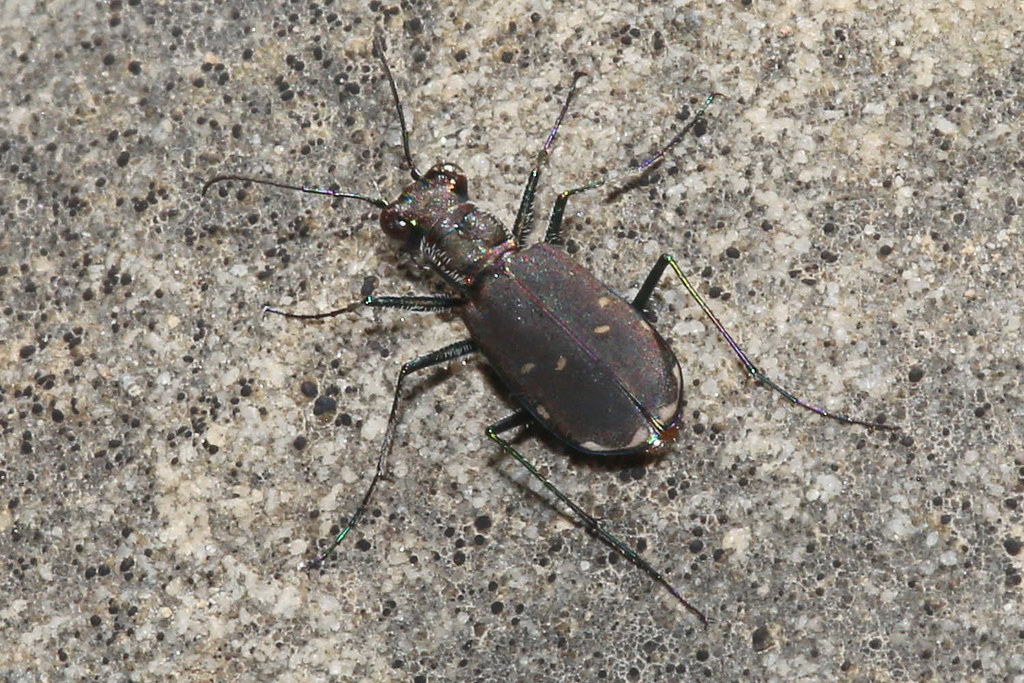 Eastern Redbellied Tiger Beetle Cicindela rufiventris Kingdom Come