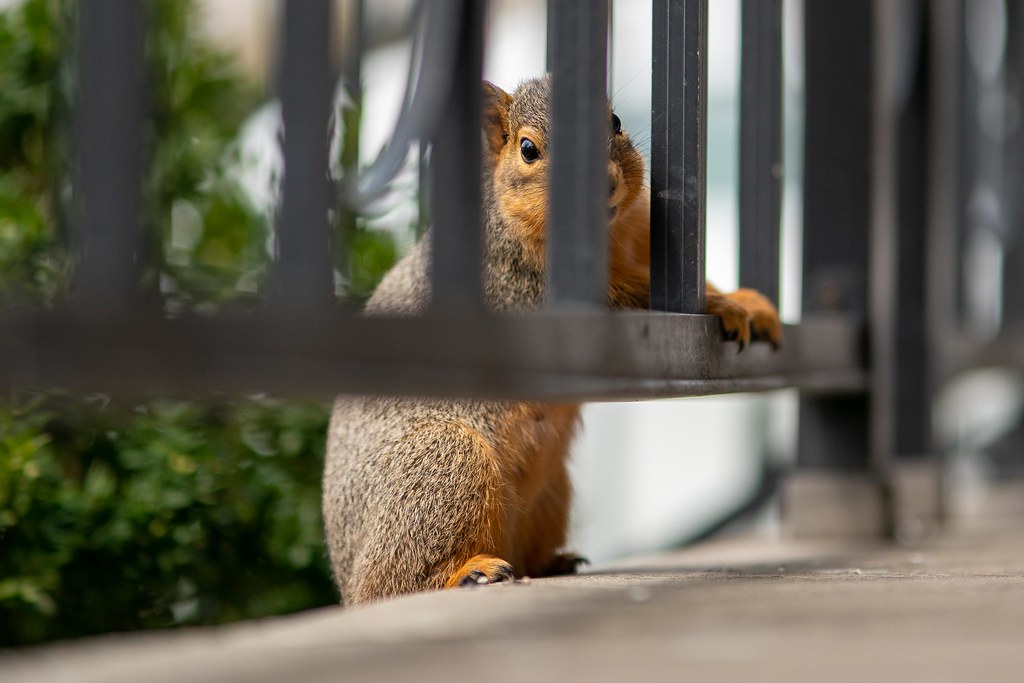 Squirrel behind bars pulper Flickr
