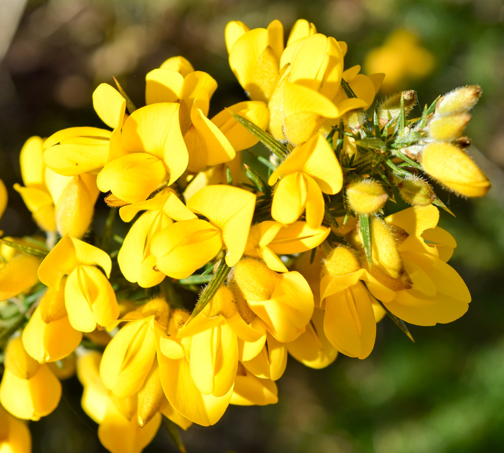 Macro Mondays Yellow Broom plant Harry McGregor Flickr