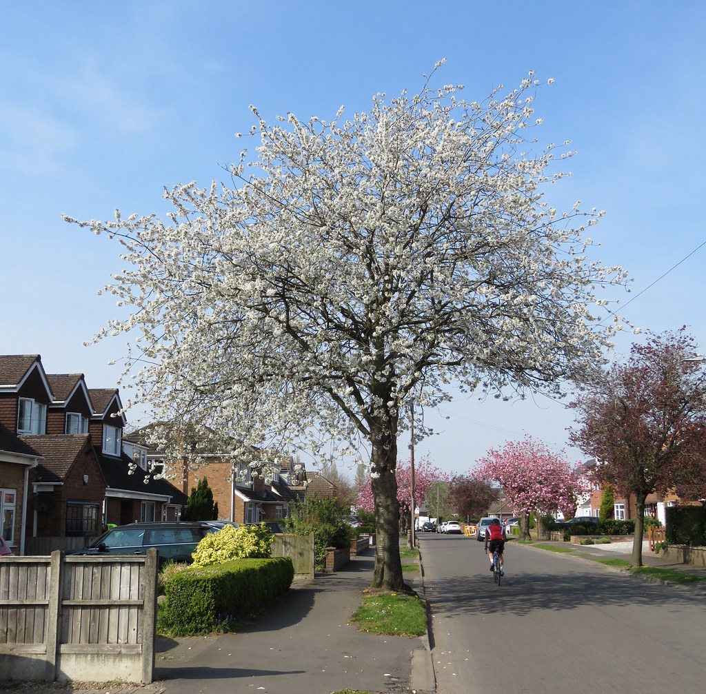 Prunus avium Brookside Ave, Kenilworth 10.4.2020 Flickr
