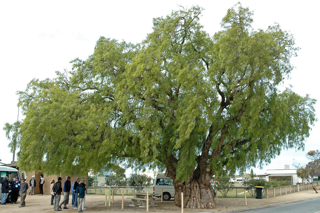 Schinus molle areira (peppercorn tree) (Port Wakefield, South Australia