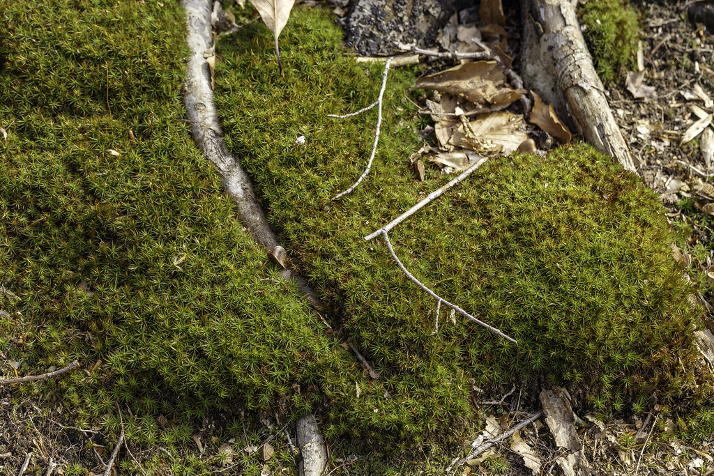 Moss, Beech Woods Meadow Garden, Longwood Gardens, Flickr