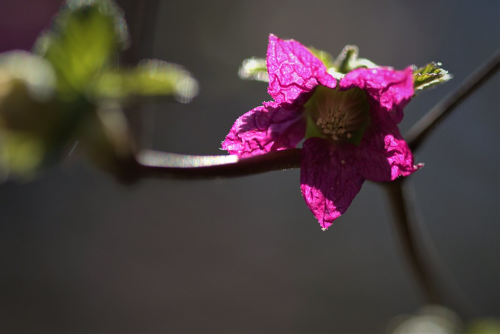 Salmon Berry Blossom 1 Daniel Shafransky Flickr