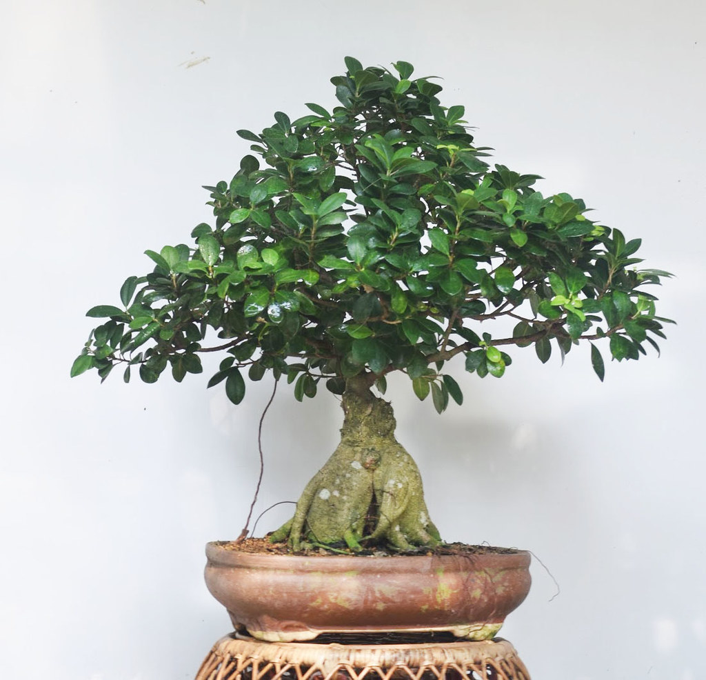 Ficus Ginseng 12 years old Tamarind Bonsai Flickr