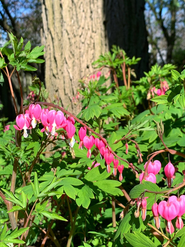 I’ve been introducing woodland flowers to my gardens the p… Flickr
