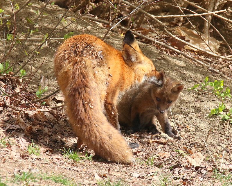 2020 FOX LITTER IN YARD Flickr