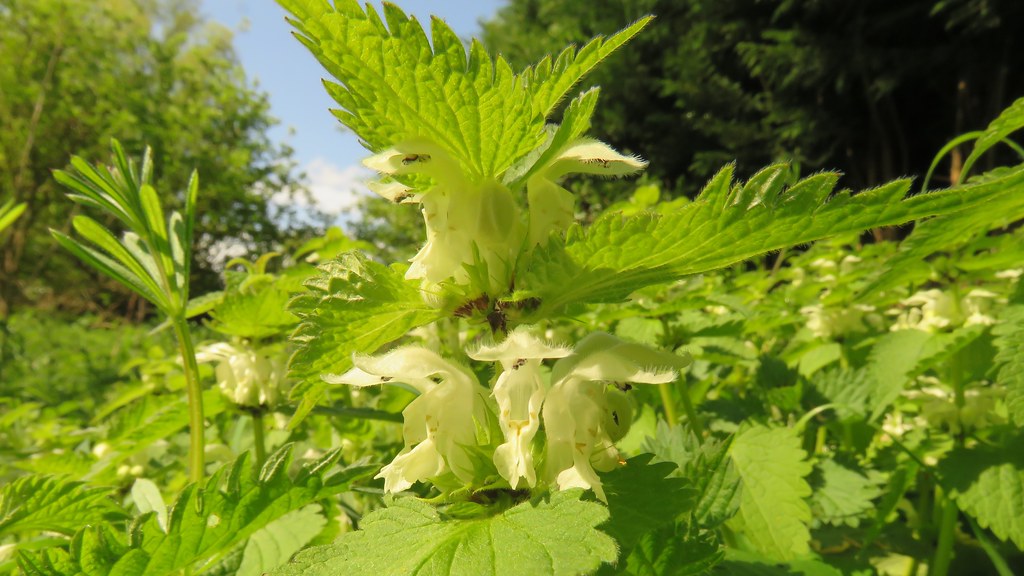 White, 19042020, 05 f White lami… Flickr