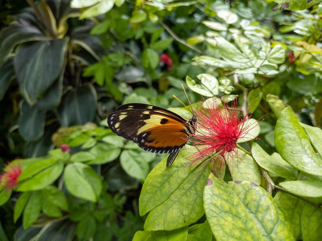 Key West Butterfly and Nature Conservatory The Key West Bu… Flickr