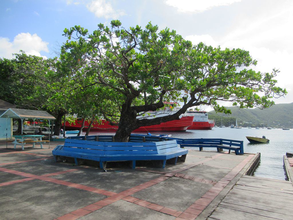 Almond Tree This almond tree provides a shady resting plac… Flickr