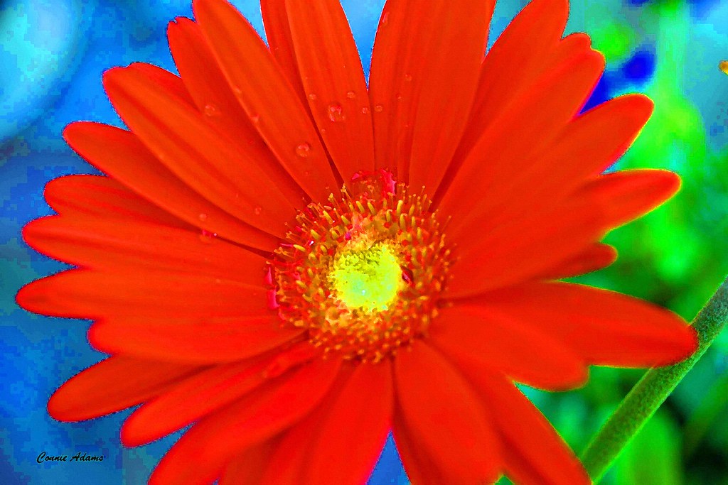 gerbera flower art In Explore 4/23/20 Gerbera L. is a genu… Flickr
