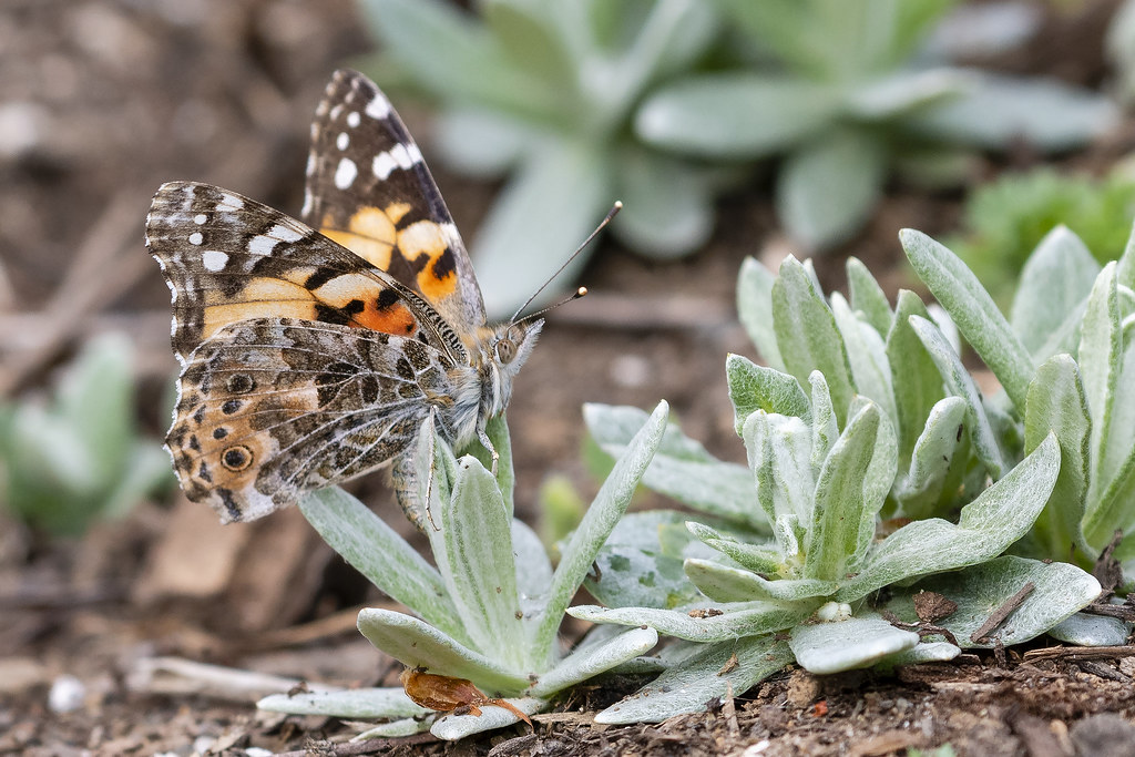 Painted Lady Laying Eggs on Pearly Everlasting My butterfl… Flickr