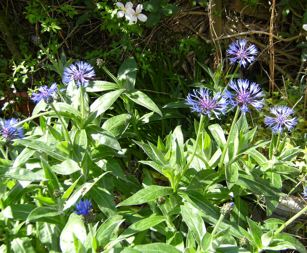 Perennial Cornflowers Attracting goldfinches as they do ev… Flickr