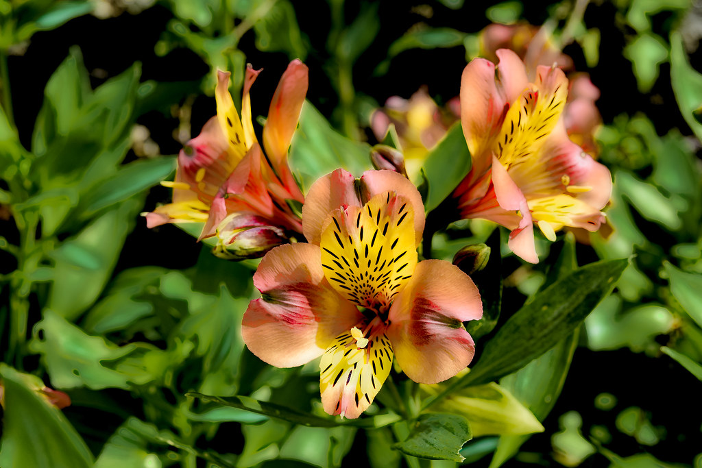 Alstroemeria Alstroemeria est un genre de plantes alstrœmè… Flickr