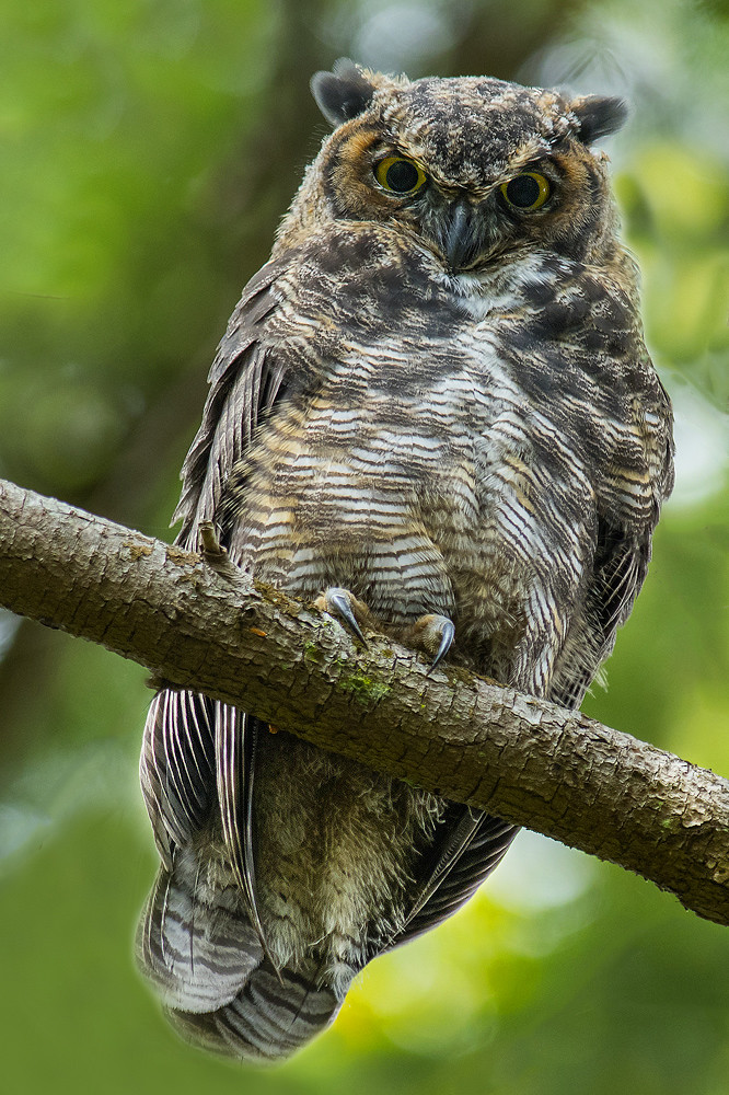 Great Horned Owl in the Rain Forest. Pacific Northwest Van… Flickr