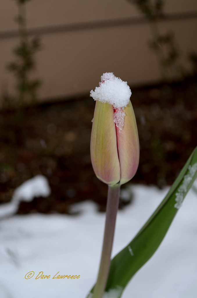 Snowy Tulip 2 Dsc_1608LRwm 04172020 Tulip wit fres… Flickr