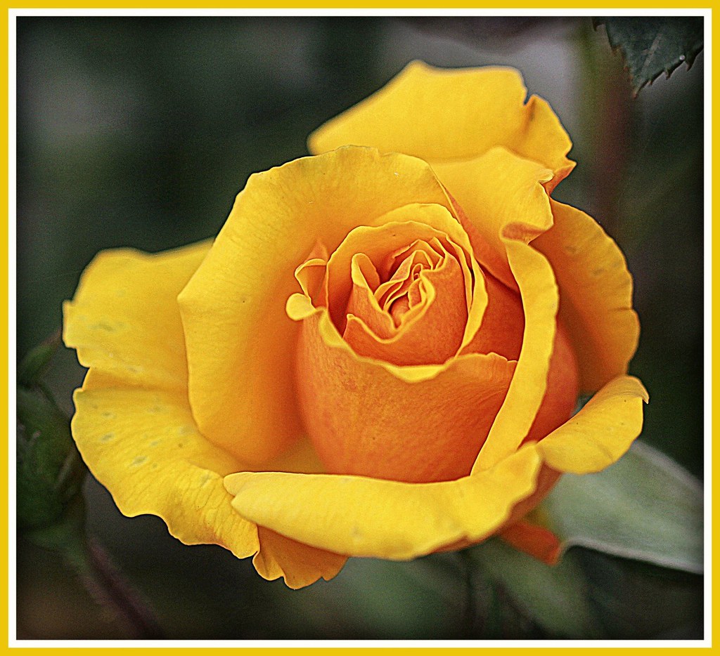 60D yellow rose Yellow hybrid tearose photographed at the… Flickr