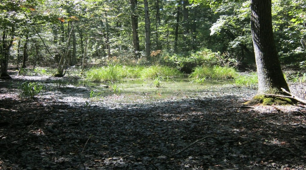 BC_Quarry pool www.dcr.virginia.gov/stateparks/bearcreek… Virginia State Parks Flickr