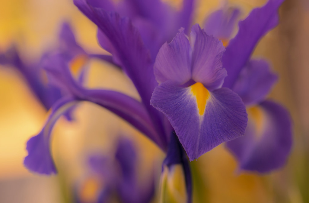 Flowers jean ost Flickr