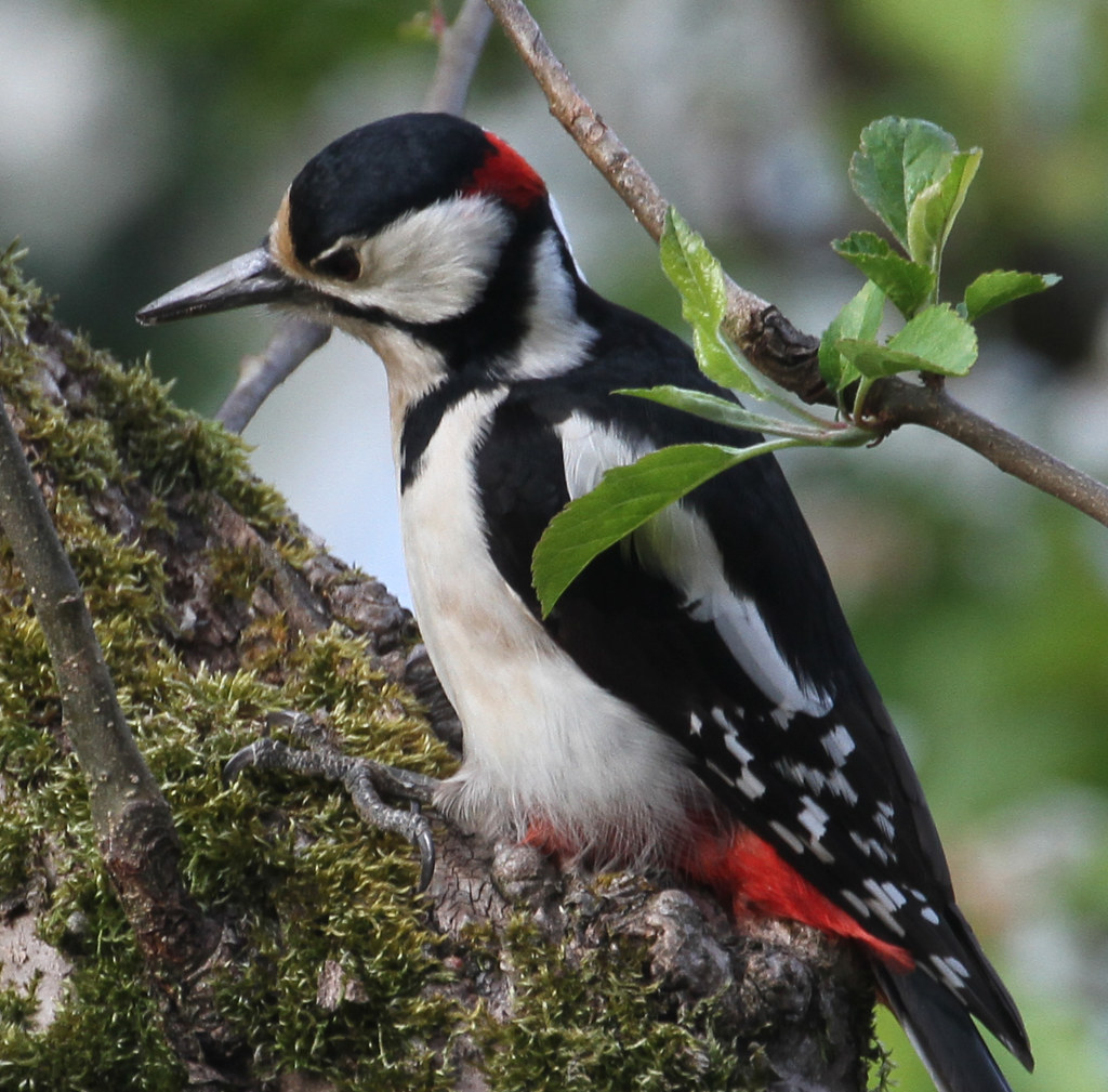 Great spotted woodpecker on apple tree 2 The Woodpecker ke… Flickr