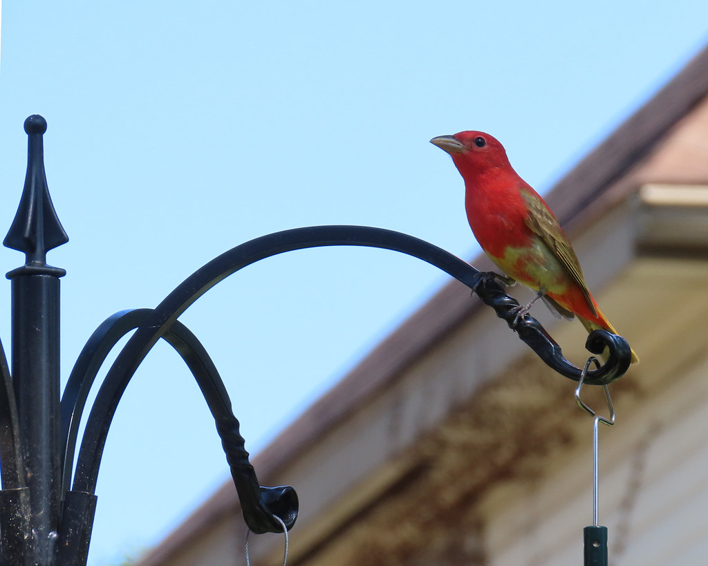 Backyard Birding (17/17) New Species A Summer Tanager (Pi… Flickr