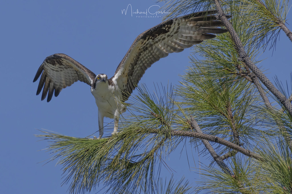The Osprey Has Landed Seen in north Idaho. Mike Gass Flickr