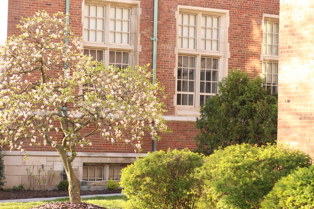 Blossoming Trees John Carroll University JCU Campus Maddie