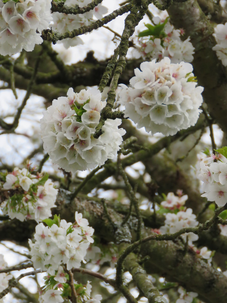 Prunus 'Umineko' Crewe Lane, Kenilworth 29.3.2020e Flickr