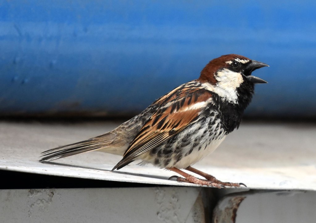 Old World Sparrows (Passeridae) Flickr