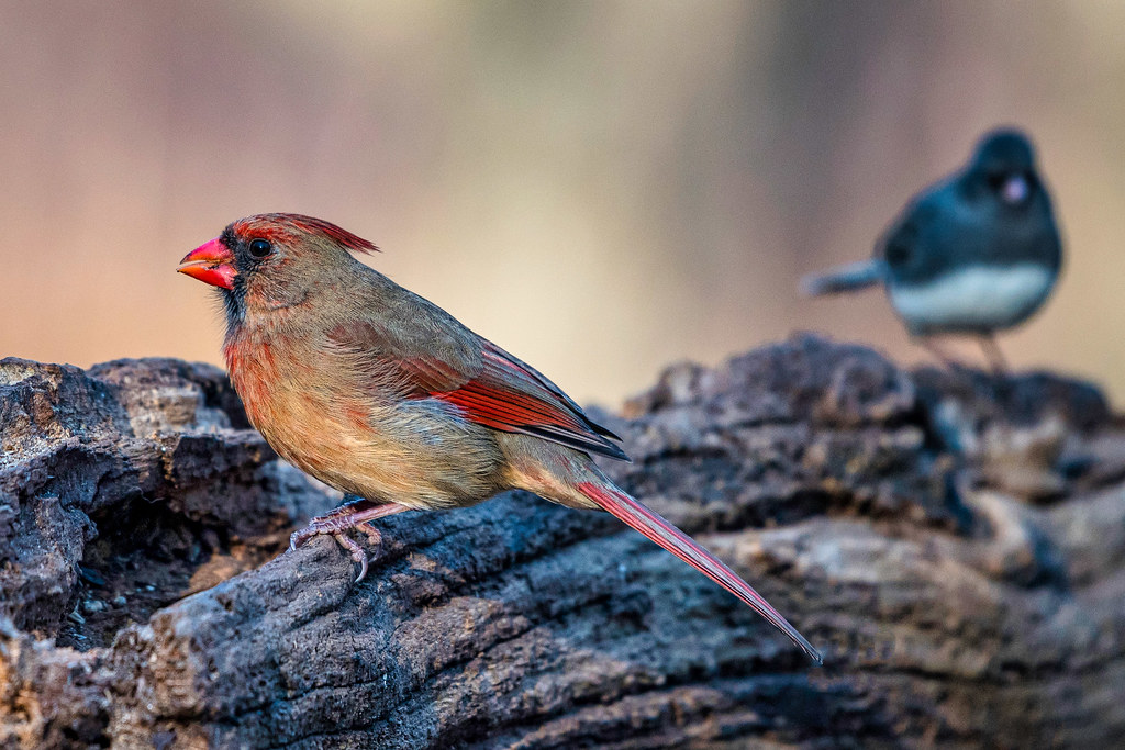 Canadian Cardinal (Female) . looking for her mate in Oj… Flickr