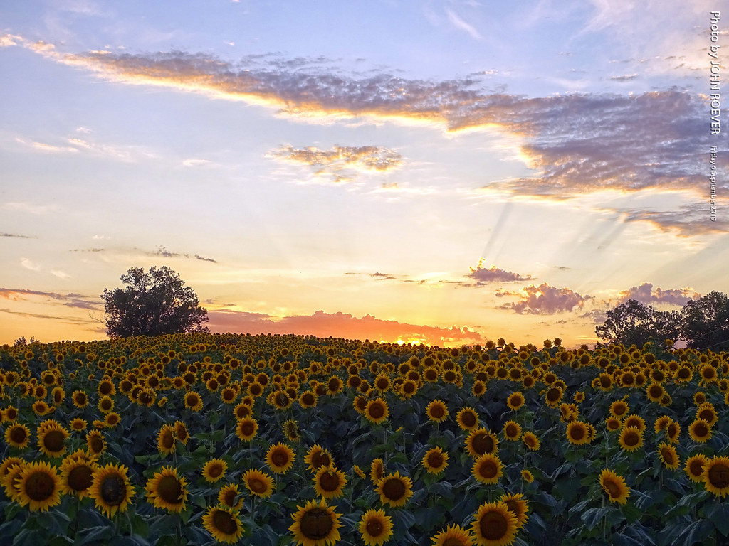 Sunflowers near Grinter Farms at sunset, 6 Sept 2019 Flickr