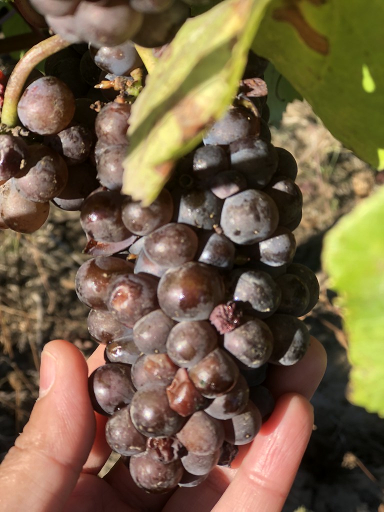 Wine grapes Oregon Department of Agriculture Flickr