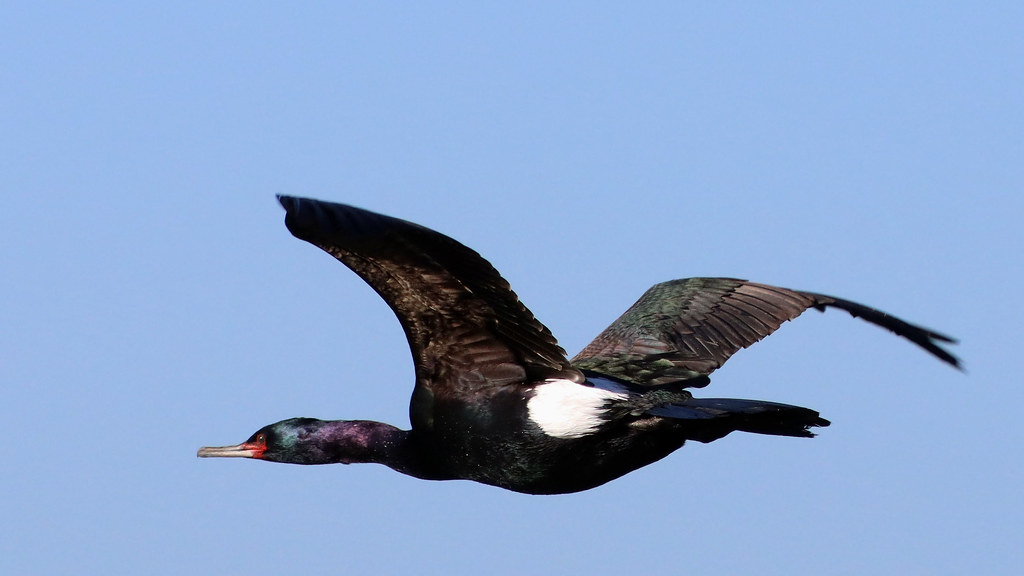 Pelagic Cormorant, Santa Cruz Wharf The smallest of the th… Flickr