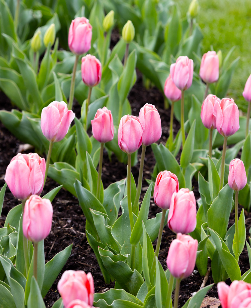 Elizabeth Park Tulips The tulip garden is in early stages … Flickr