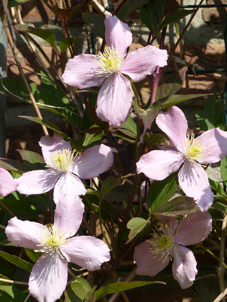 Clematis and they smell good too! Marit Buelens Flickr