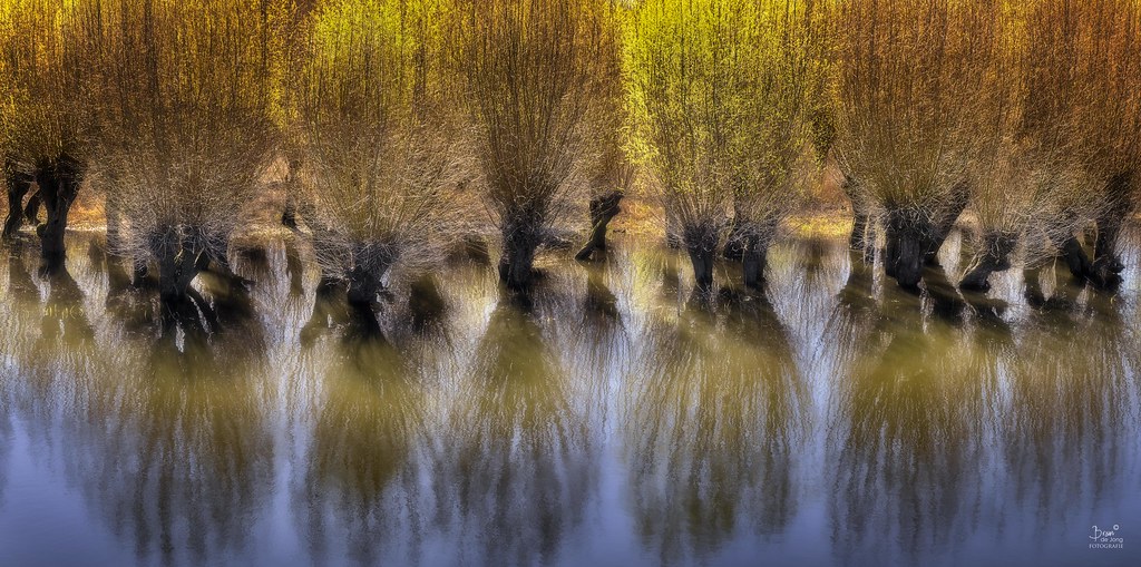 Coppiced Willow Coppicing is a traditional method of woodl… Flickr
