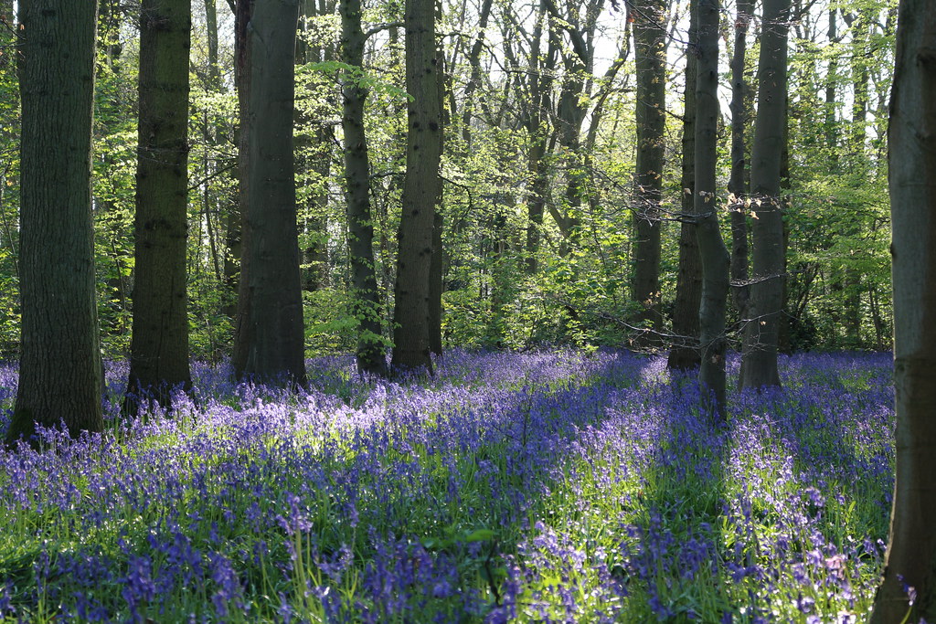 Bluebells in Cawston Woods aolifent Flickr