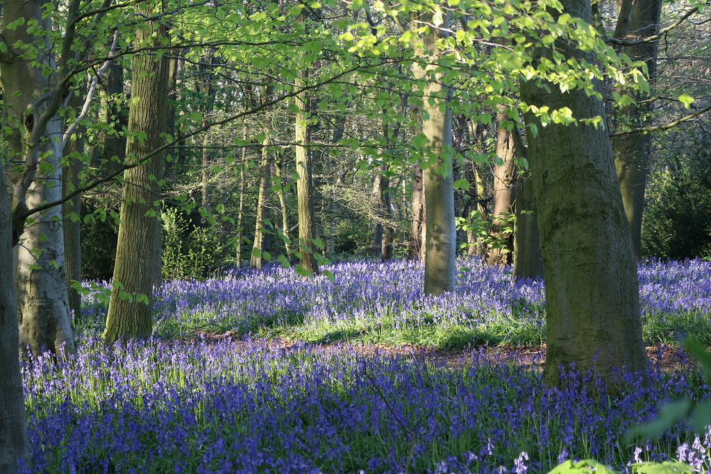Bluebells in Cawston Woods aolifent Flickr