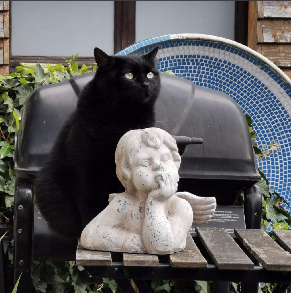l'ange et le chat Lemoox Flickr