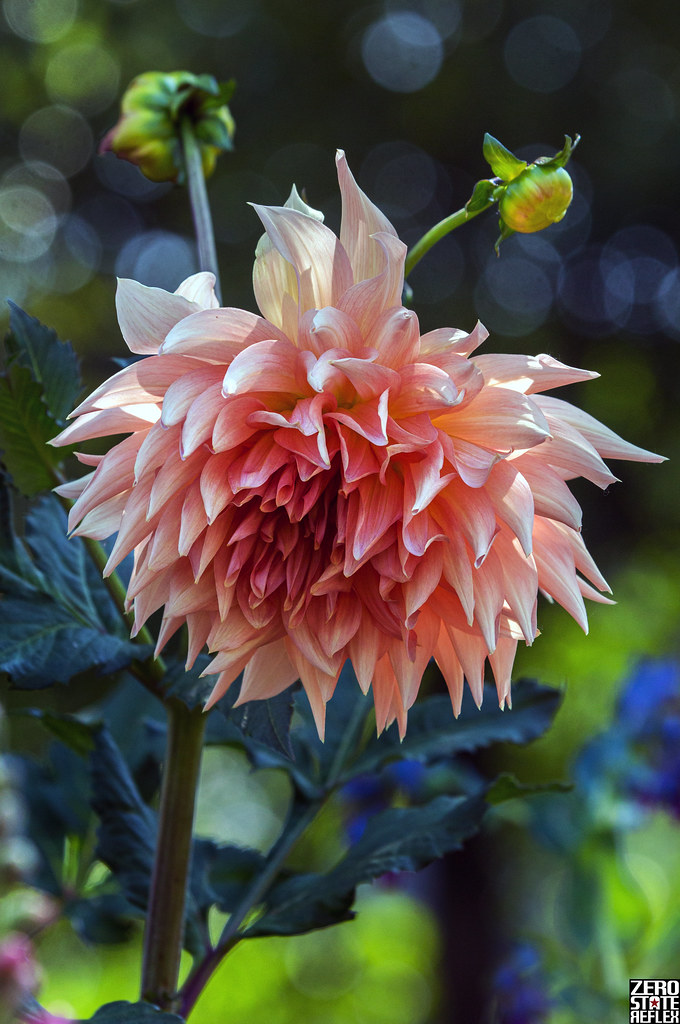 Dahlia_Alaska_Anchorage_Downtown_Flowers_1 Zero State Reflex Flickr