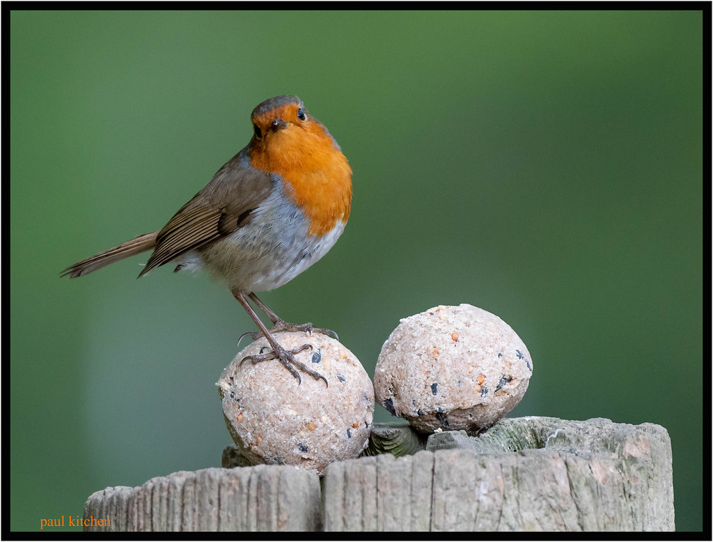 _DSC1193 Paul Kitchen Flickr