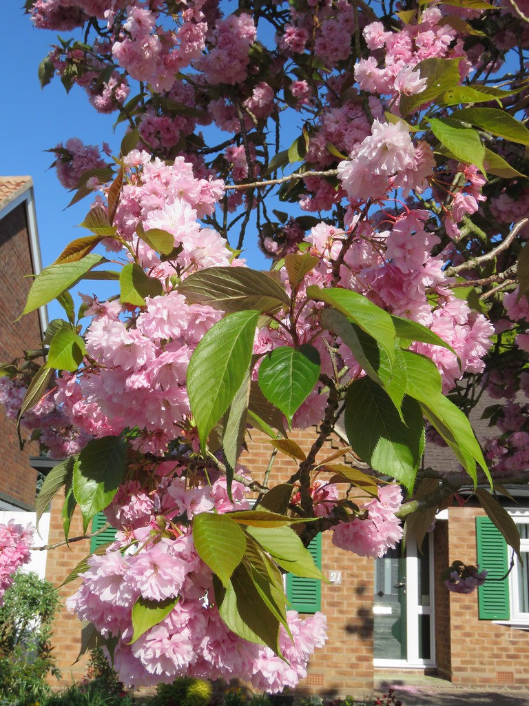 Prunus 'Kanzan' Brookside Ave, Kenilworth 19.4.2020b Flickr