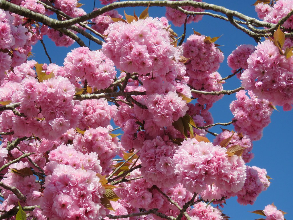 Prunus 'Kanzan' Brookside Ave, Kenilworth 14.4.2020d Flickr