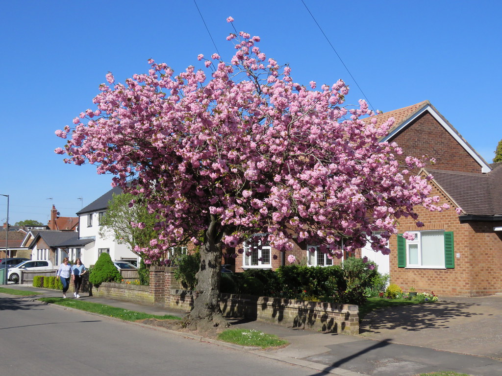 Prunus 'Kanzan' Brookside Ave, Kenilworth 14.4.2020a Flickr