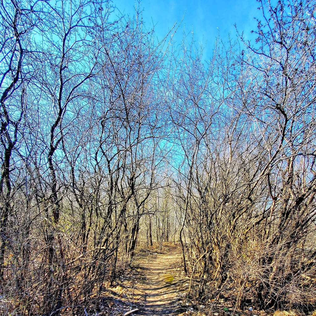 Clyde Woods Nepean; Ottawa, Ontario. Will Flickr
