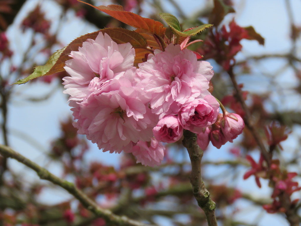 Prunus 'Kanzan' Brookside Ave, Kenilworth 6.4.2020b Flickr