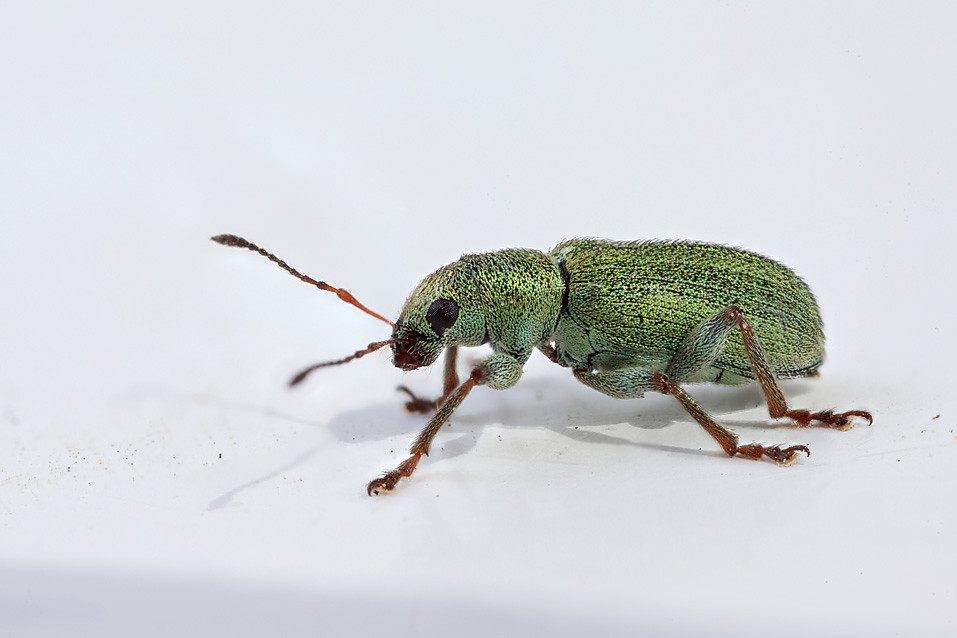 Pea/bean weevil 3 Pea/bean weevil, Sitona sp. Focus stack… Flickr