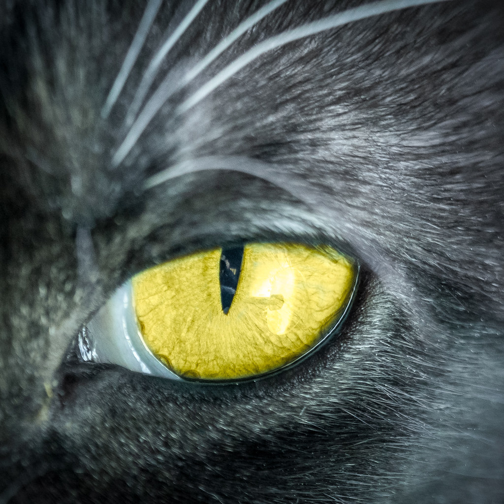 yellow cat eye Connie Riedhart Terry Flickr