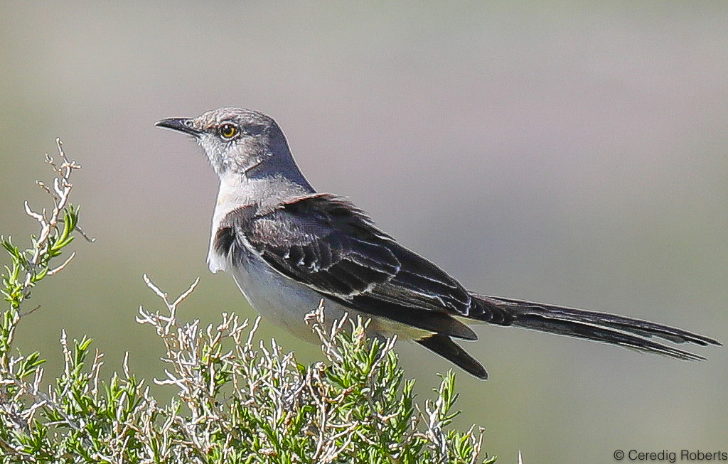 Northern Mockingbird A rare bird for Idaho. A Northern Moc… Flickr