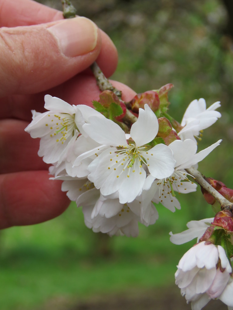 Prunus leveillana Autumn Glory' Crewe Lane, Kenilworth 2… Flickr