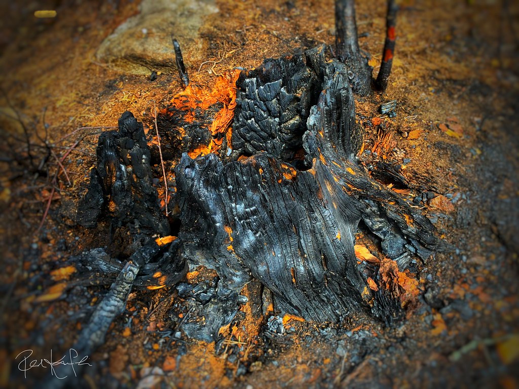 Burnt down.. Burnt down tree in Stockholm Sweden Per Kamperin